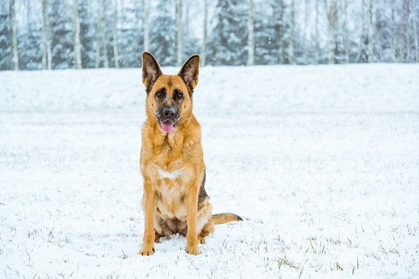 Cold-Weather Dog Breeds