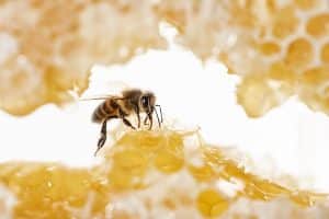 Importance Of Bees